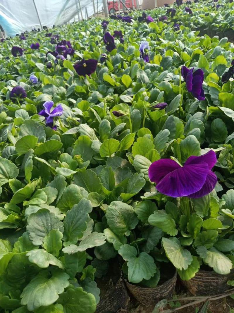 现有大量的【三色堇】花出售