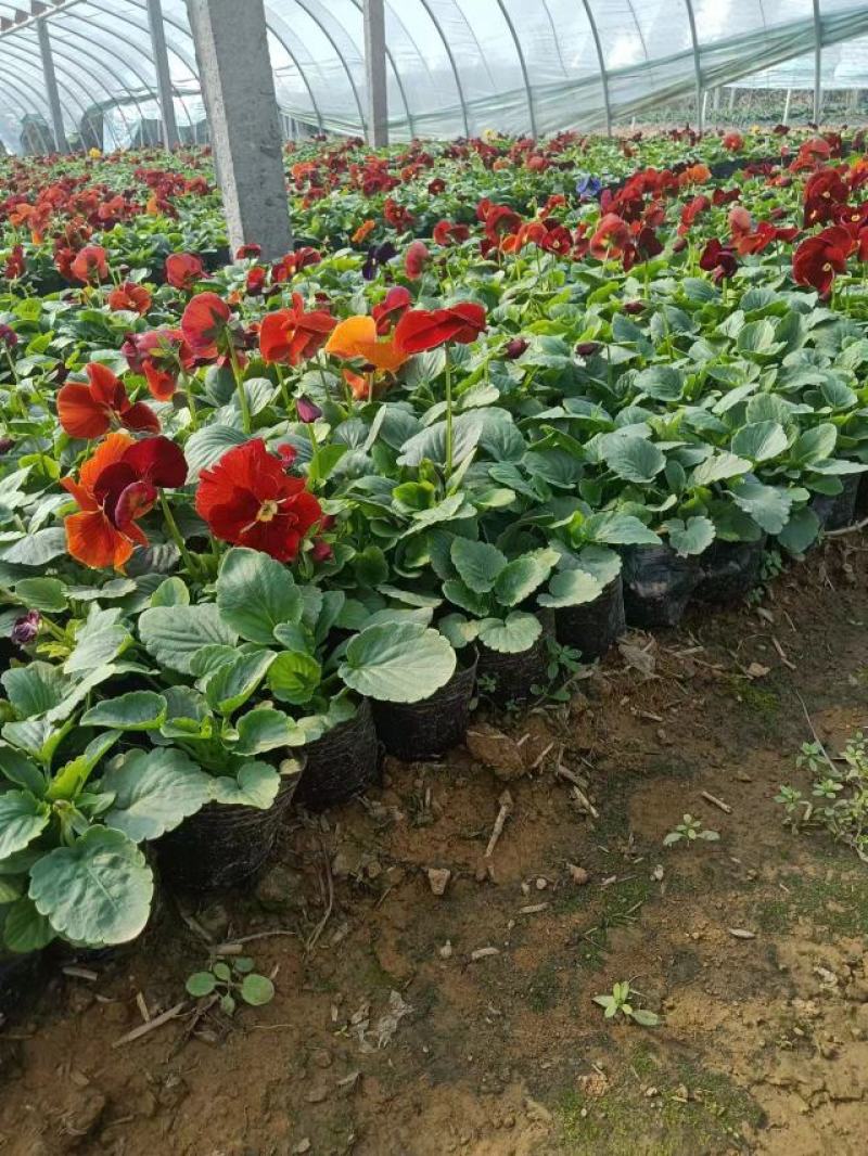 现有大量的【三色堇】花出售