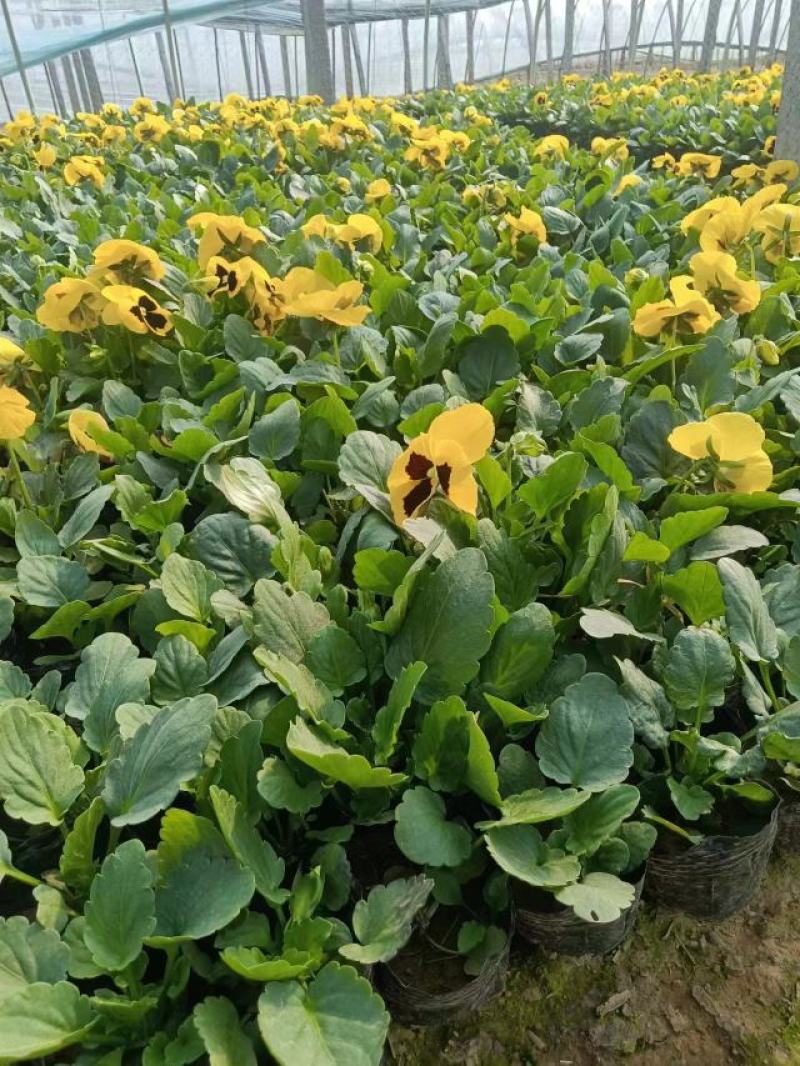 现有大量的【三色堇】花出售