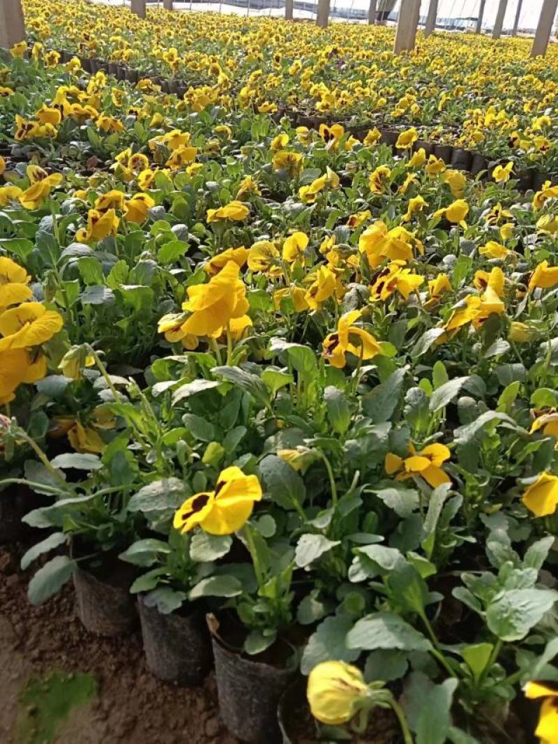 现有大量的【三色堇】花出售