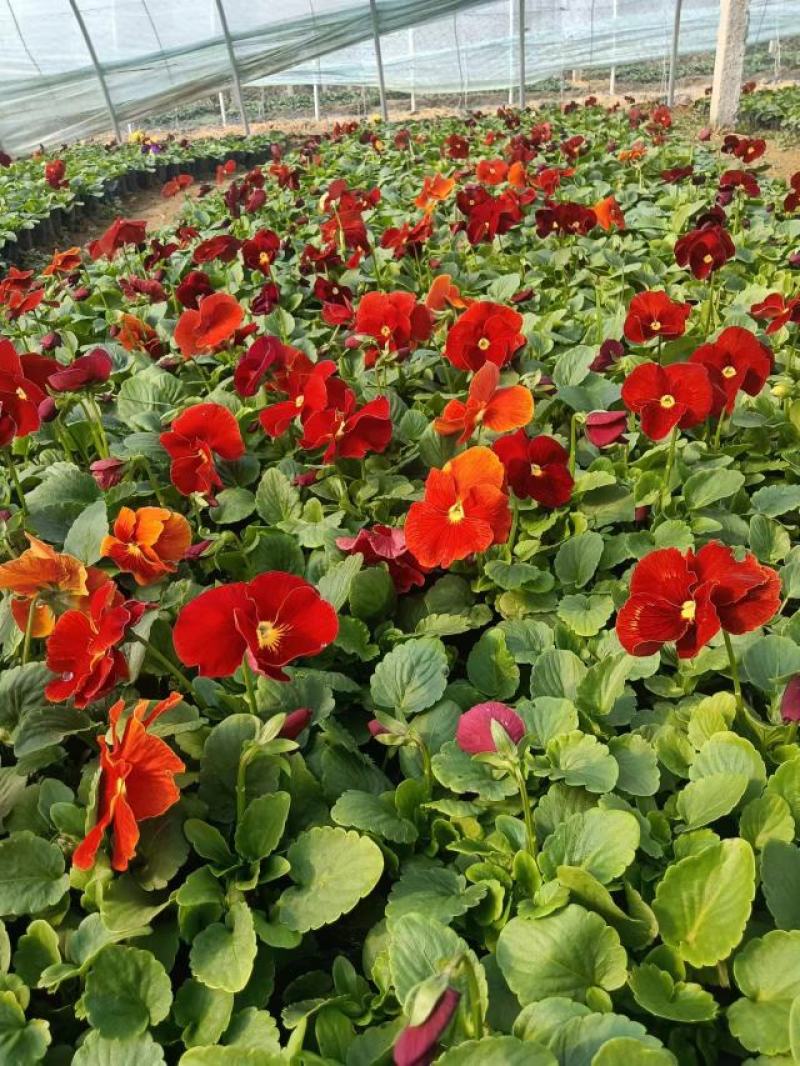 现有大量的【三色堇】花出售