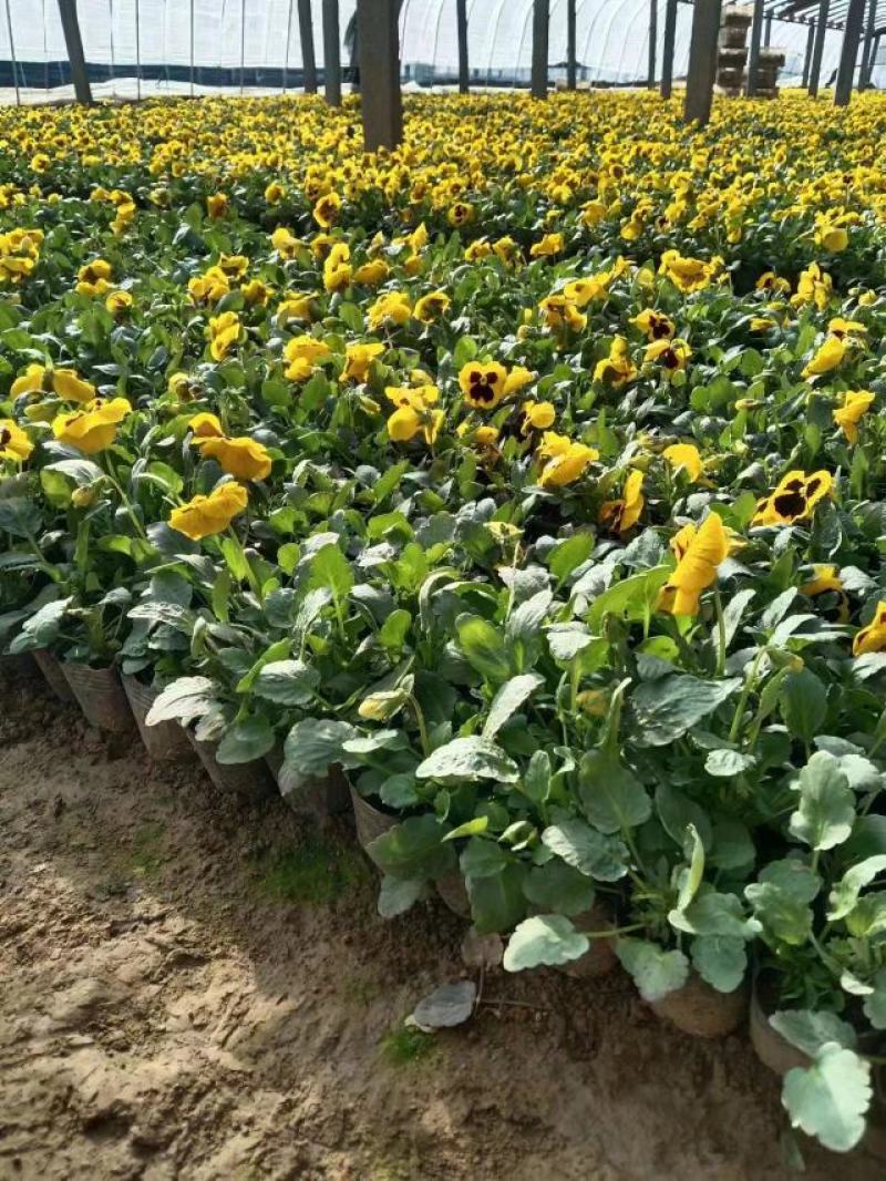 现有大量的【三色堇】花出售