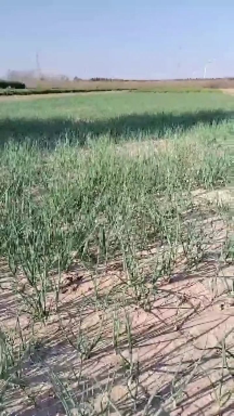 大量批发二红半高庄洋葱苗，品种纯正，产量高。