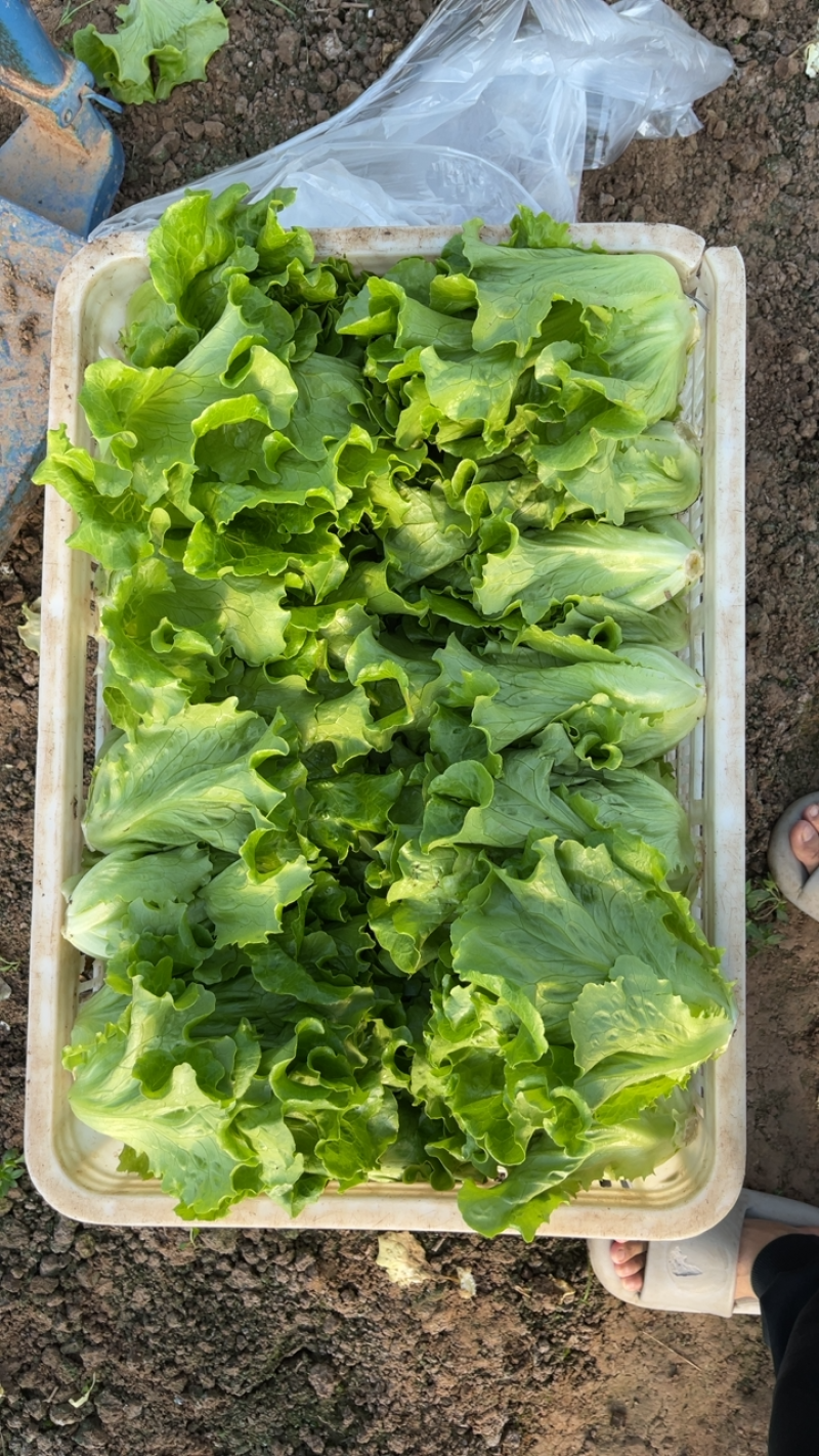 生菜，意大利生菜，精品生菜