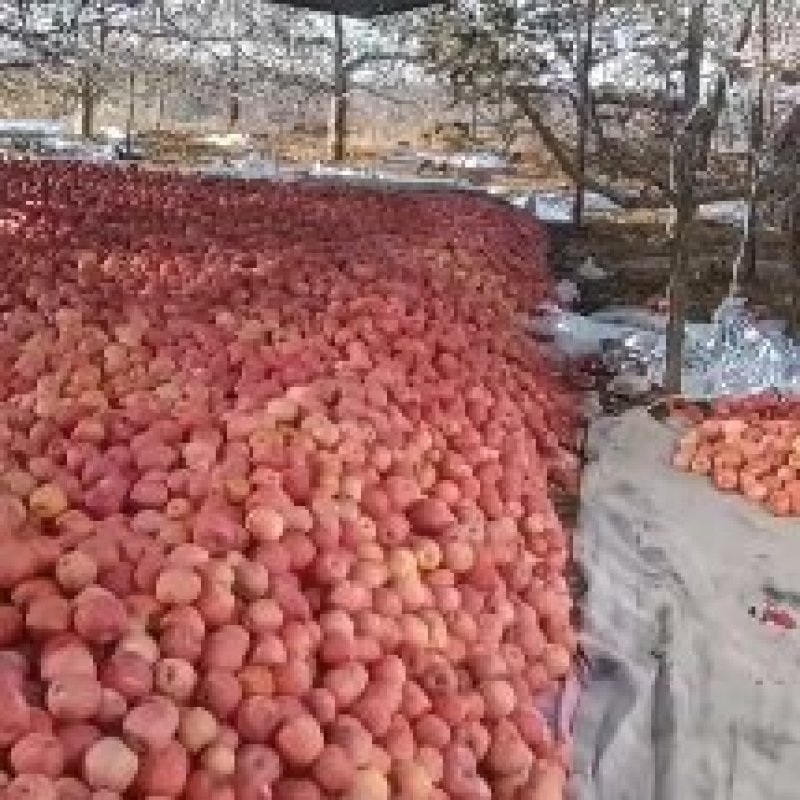 陕北延川山峁峁圪梁梁苹果，高通风，高透光，高温差！