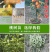 果园直发柿子树苗火晶柿子红灯笼柿无核甜脆柿保品种保成活率