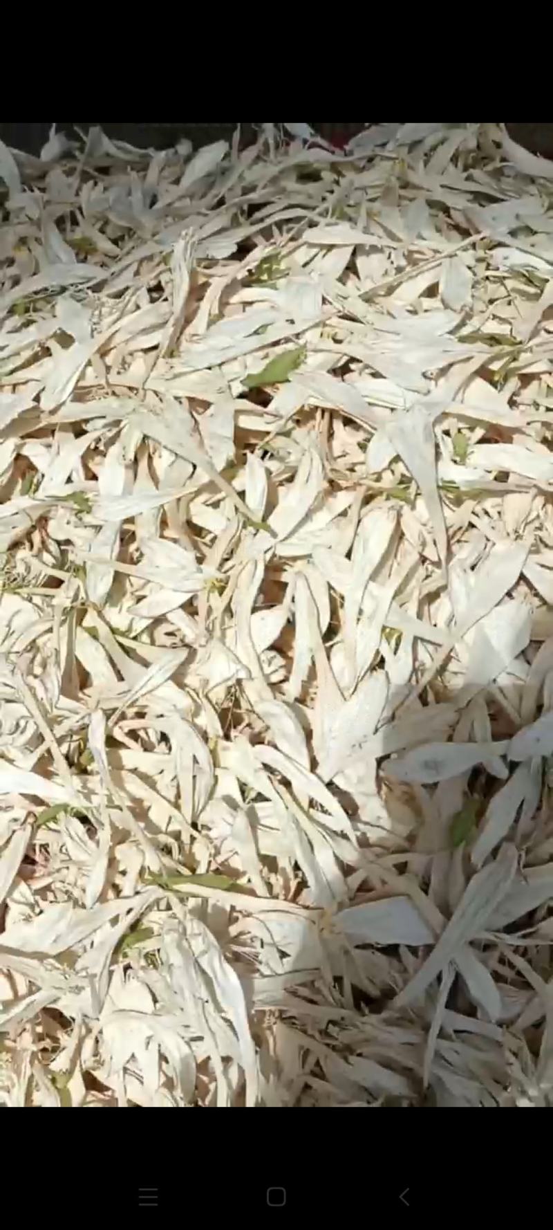 玉簪花干货无硫白玉簪花中药材欢迎选购！