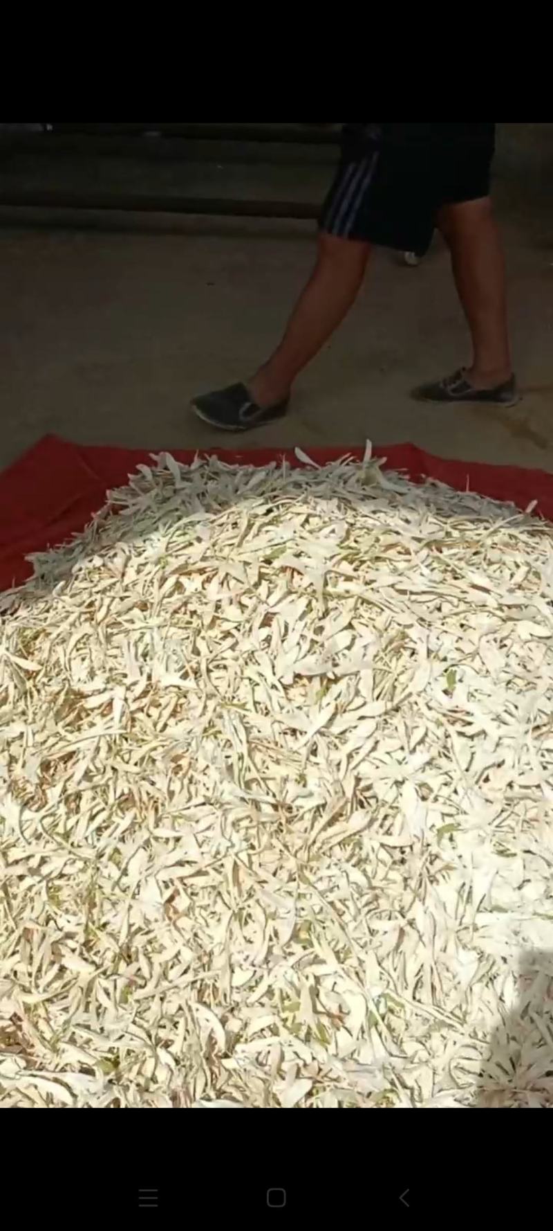 玉簪花干货无硫白玉簪花中药材欢迎选购！