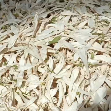 玉簪花干货无硫白玉簪花中药材欢迎选购！