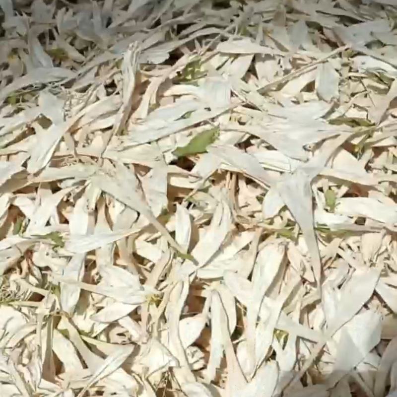 玉簪花干货无硫白玉簪花中药材欢迎选购！
