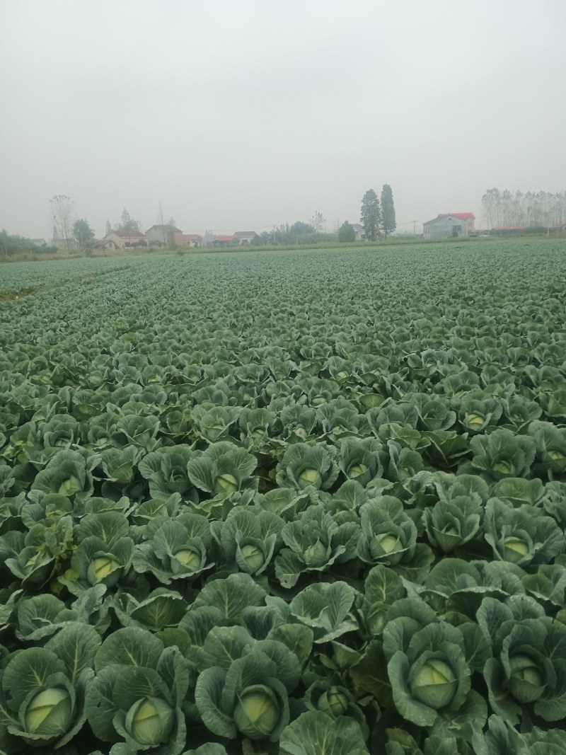 扁包菜，圆包菜