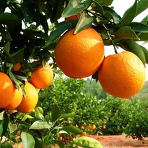 万亩优质纽荷尔脐橙实力代办，对接批发、电商、商超，欢迎您