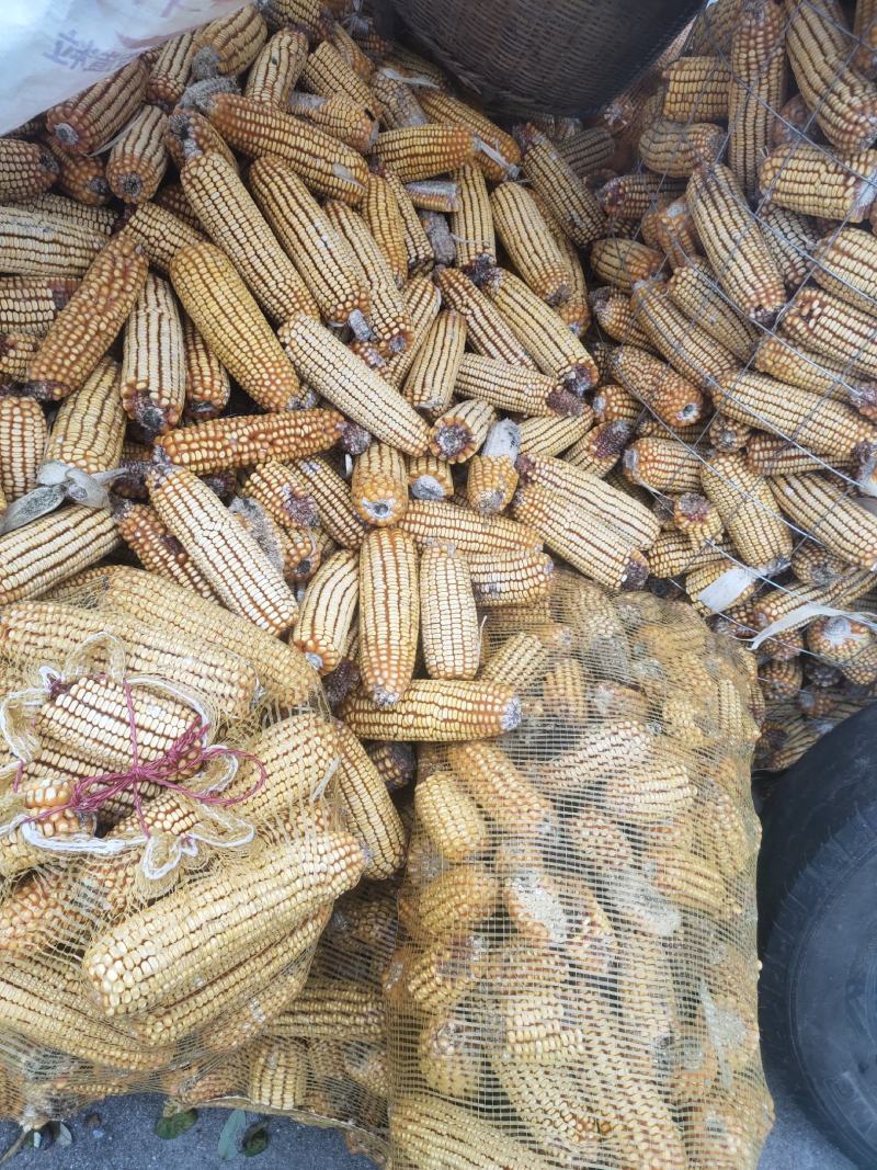 陕西咸阳优质玉米粒
