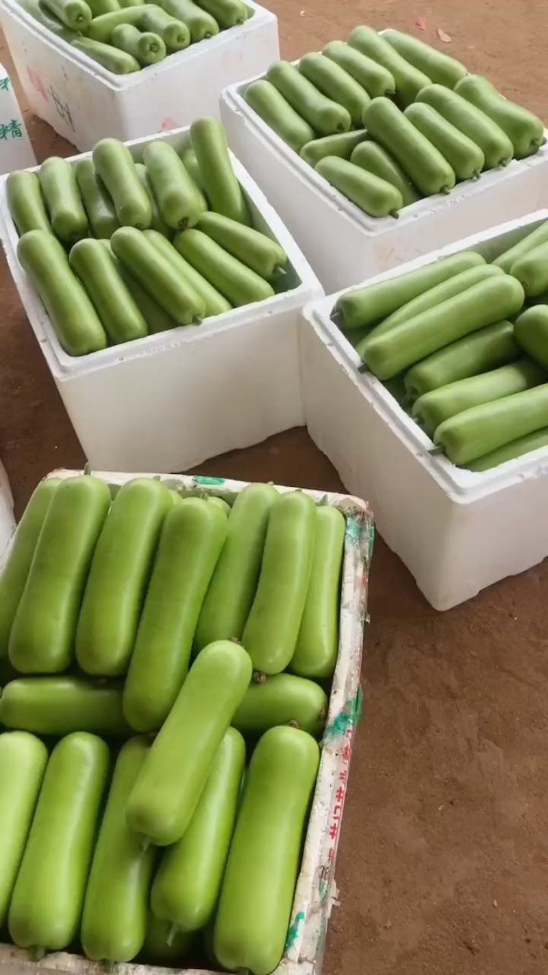 【精选瓠瓜】瓠瓜大量供应，一手货源，产地直发，诚信经营