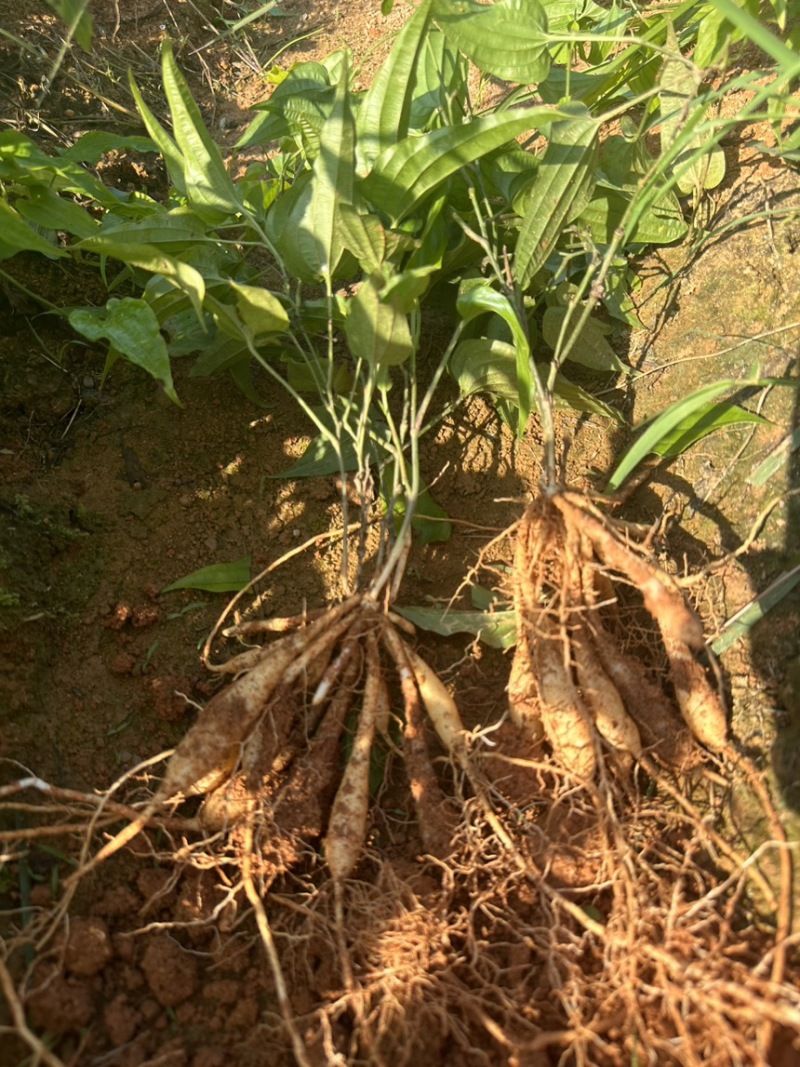 百部苗高产红花紫花白花货源充足场地直销低价批发