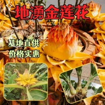 云南特色大型花卉地湧金莲花易管理易成活欢迎来电