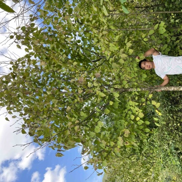 珙桐鸽子花米径4567公分的珙桐苗