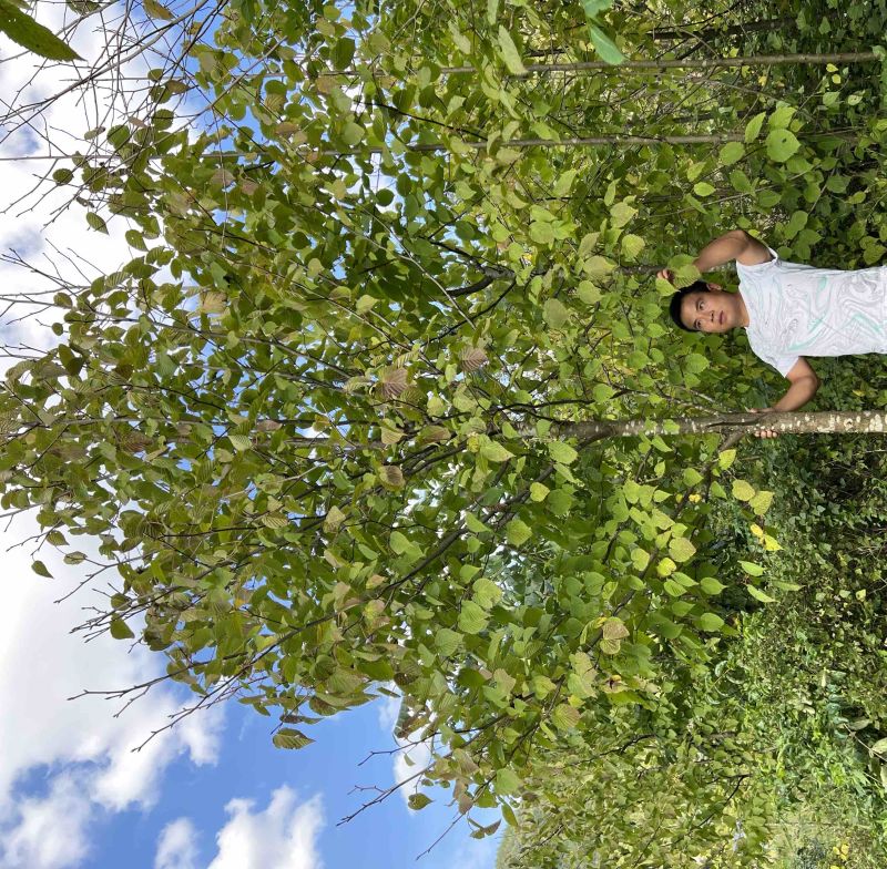 珙桐鸽子花米径4567公分的珙桐苗