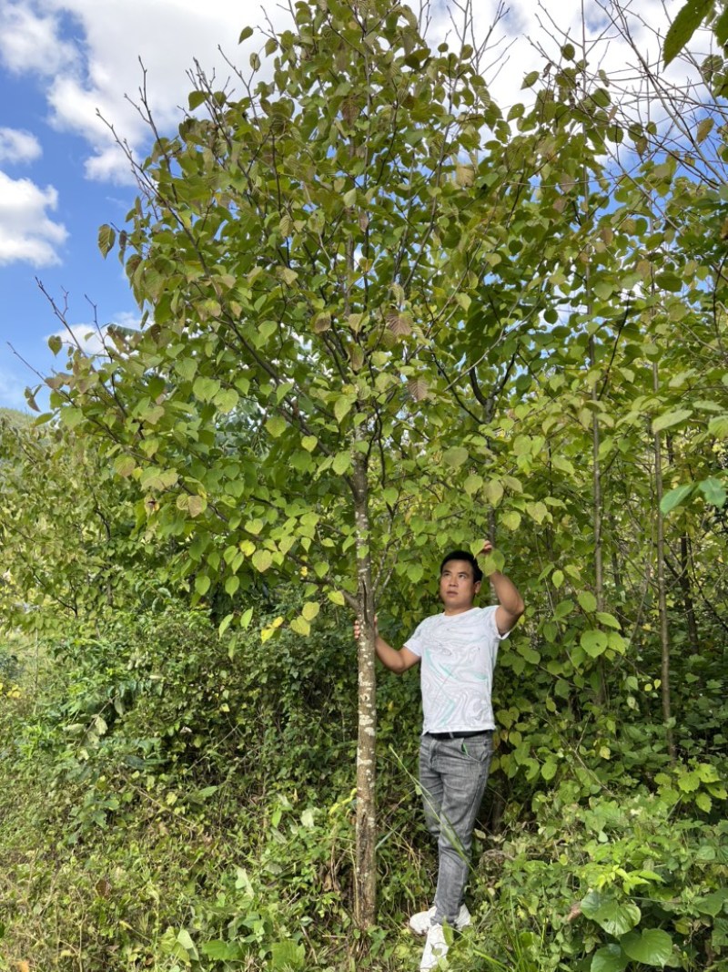 珙桐鸽子花米径4567公分的珙桐苗