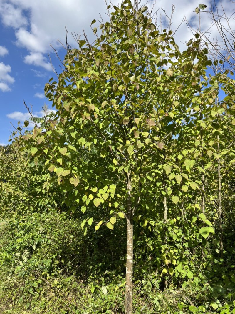 珙桐鸽子花米径4567公分的珙桐苗