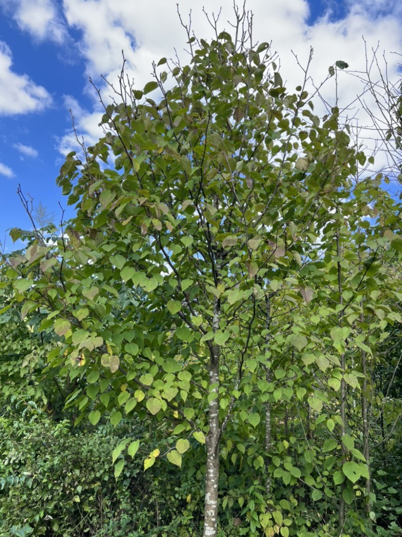 珙桐鸽子花米径4567公分的珙桐苗