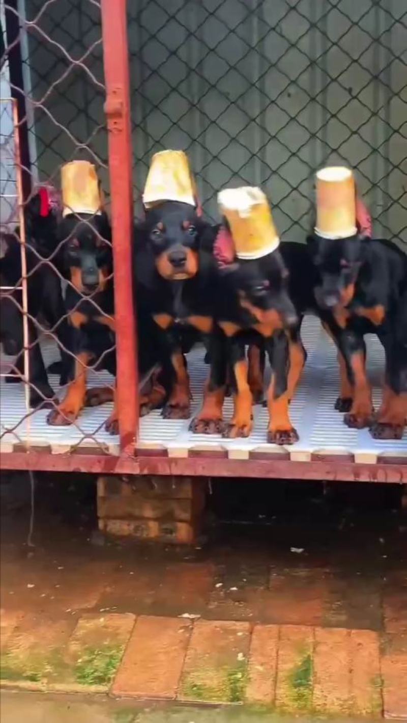 杜宾犬，幼犬