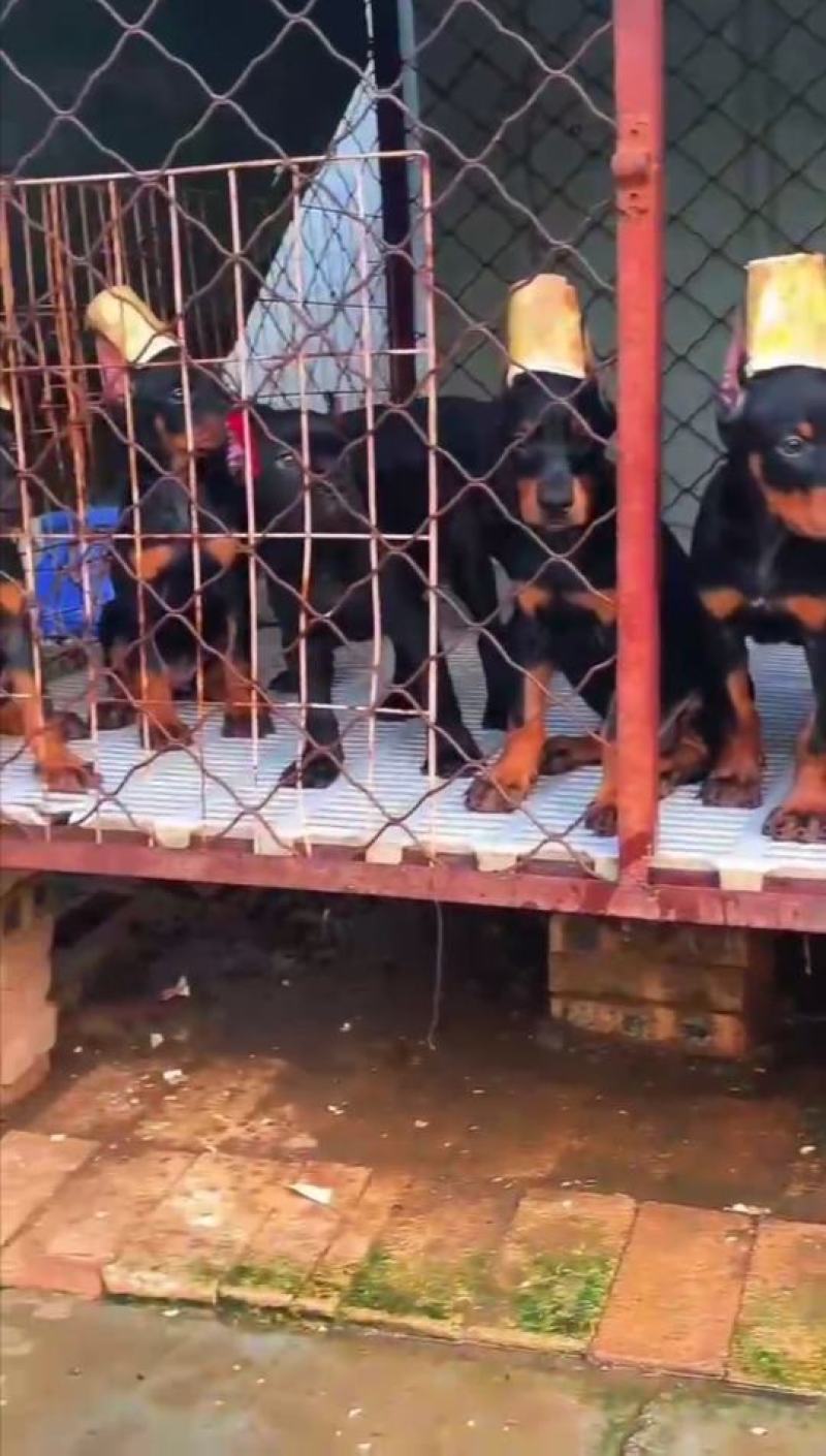 杜宾犬，幼犬