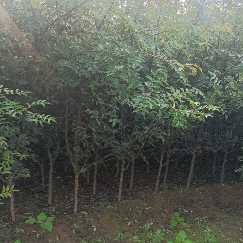 苗圃有地径1.5公分2公分花椒苗大红袍花椒树苗