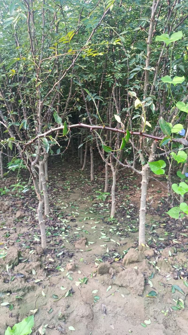 苗圃有地径1.5公分2公分花椒苗大红袍花椒树苗