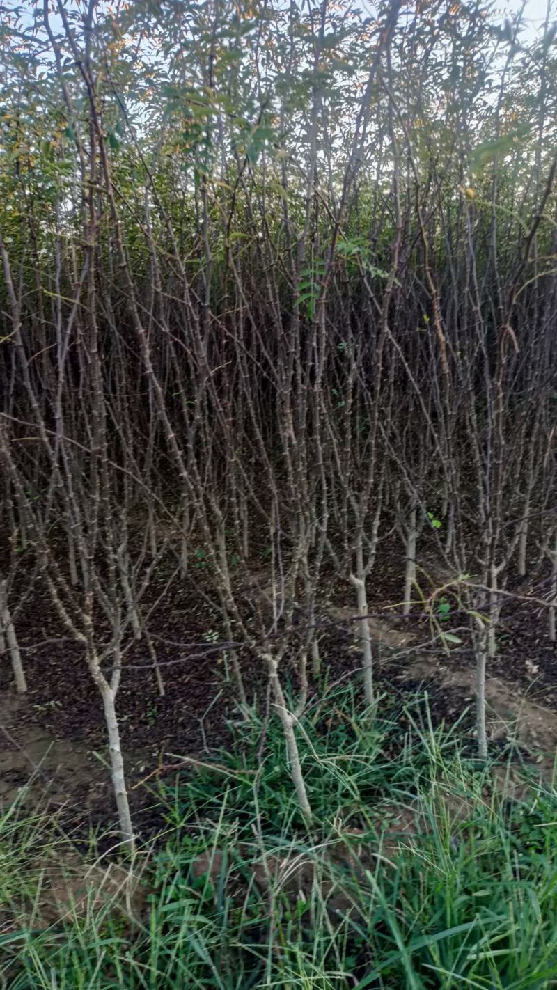 苗圃有地径1.5公分2公分花椒苗大红袍花椒树苗