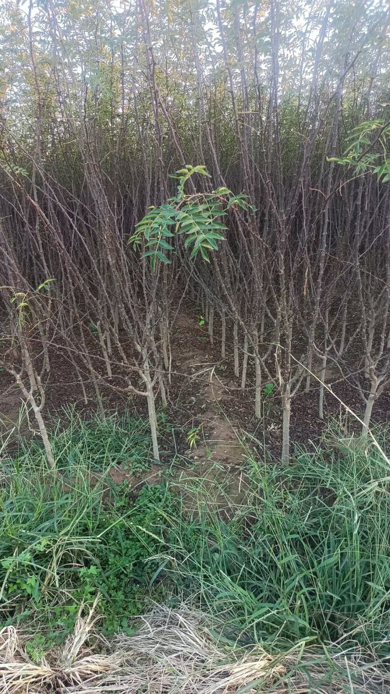 苗圃有地径1.5公分2公分花椒苗大红袍花椒树苗
