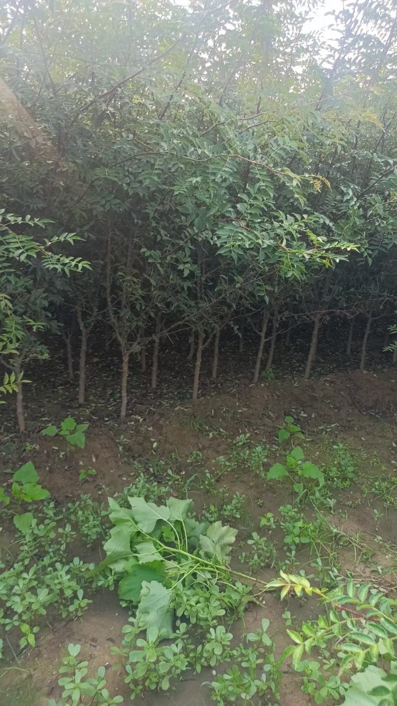 苗圃有地径1.5公分2公分花椒苗大红袍花椒树苗