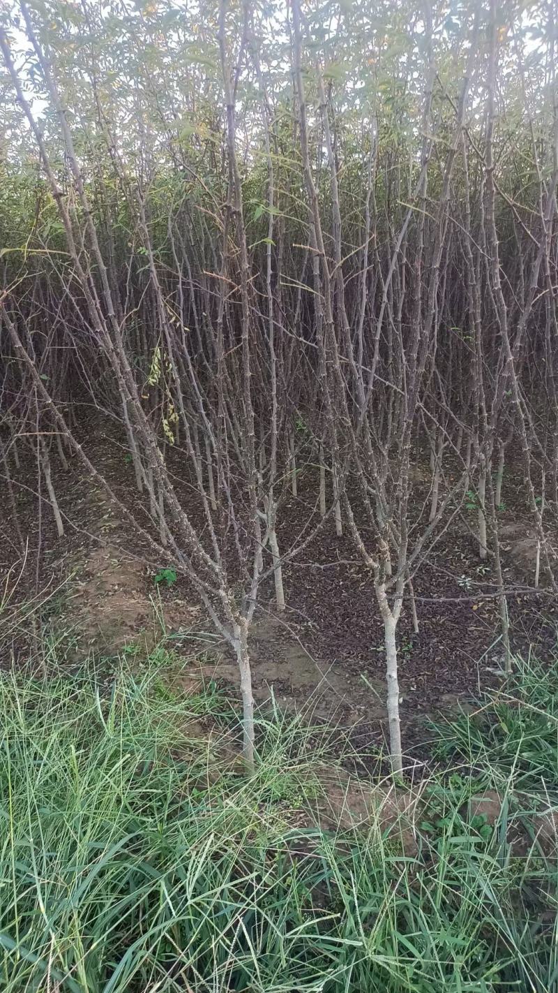 苗圃有地径1.5公分2公分花椒苗大红袍花椒树苗