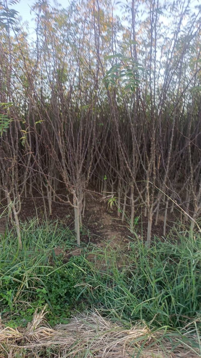 苗圃有地径1.5公分2公分花椒苗大红袍花椒树苗