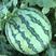 新疆早佳8424西瓜品种，早熟西瓜种子