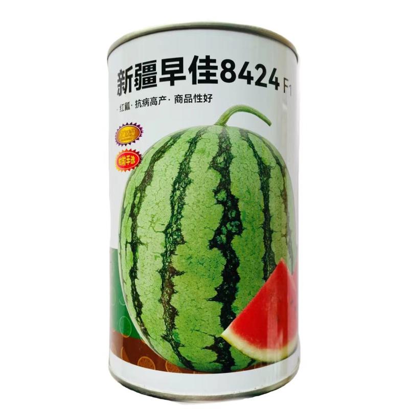 新疆早佳8424西瓜品种，早熟西瓜种子