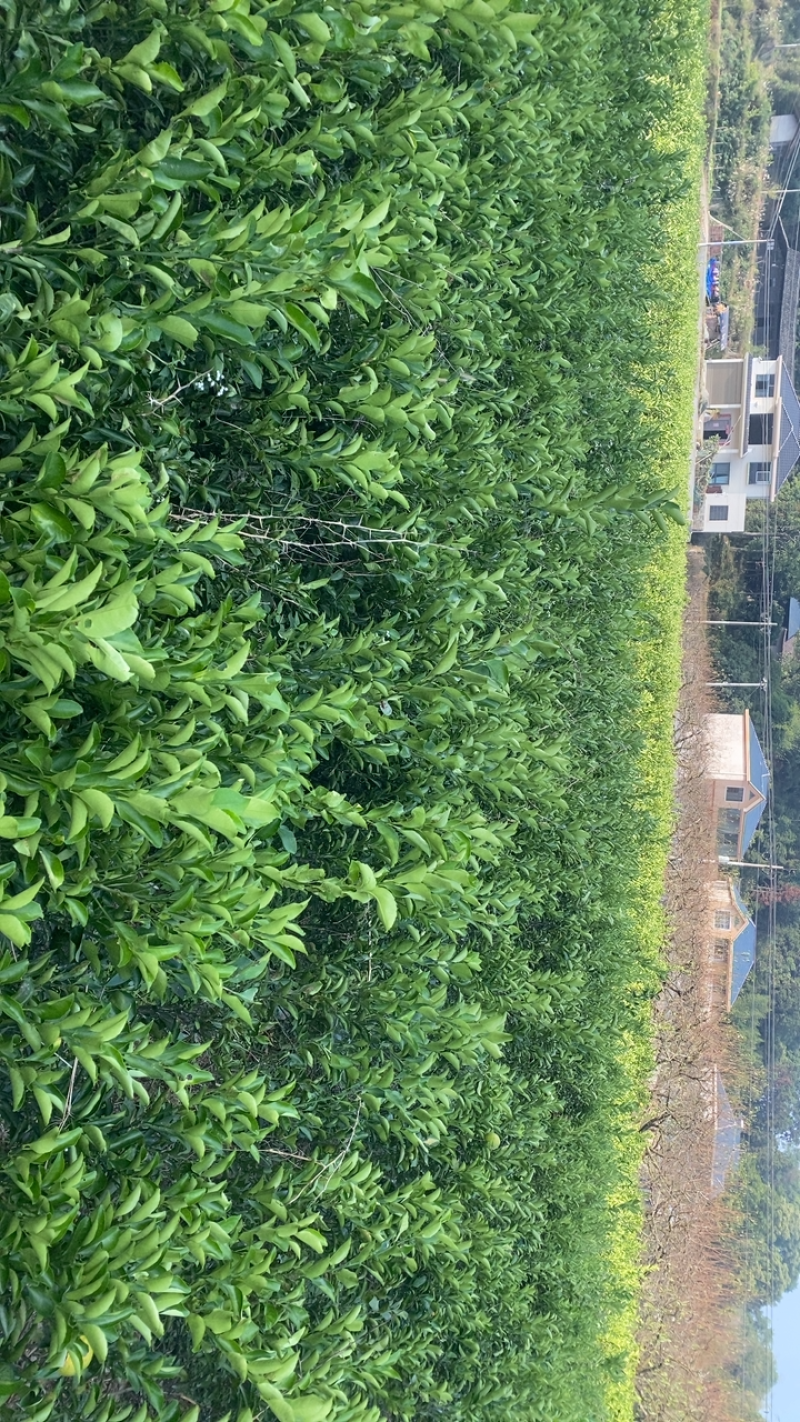 黄金贡柚苗，产地直发，量大电联，包活，量大价优