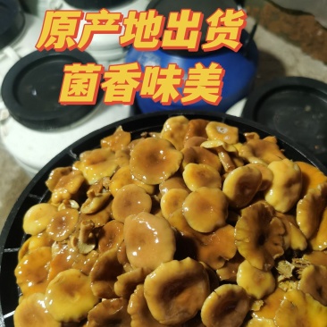 产地直发松菌奶浆菌菌香味美餐饮酒店货量充足