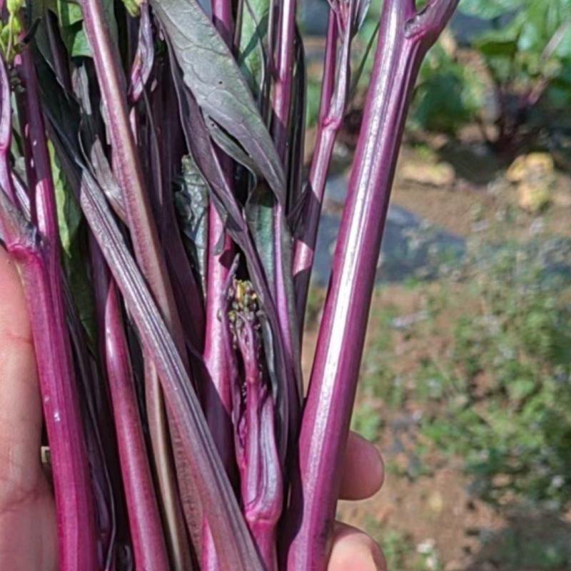 贵州红菜苔