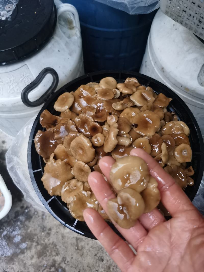 产地直发松菌奶浆菌菌香味美餐饮酒店货量充足