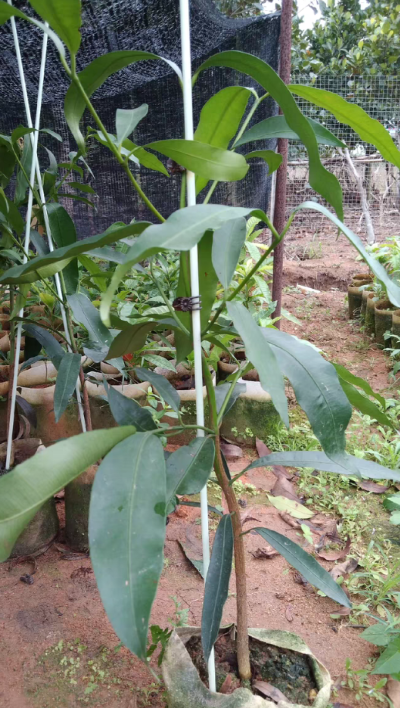 啊恰恰山竹苗，果子甜甜的，产量高，易种植管理，盆栽地栽