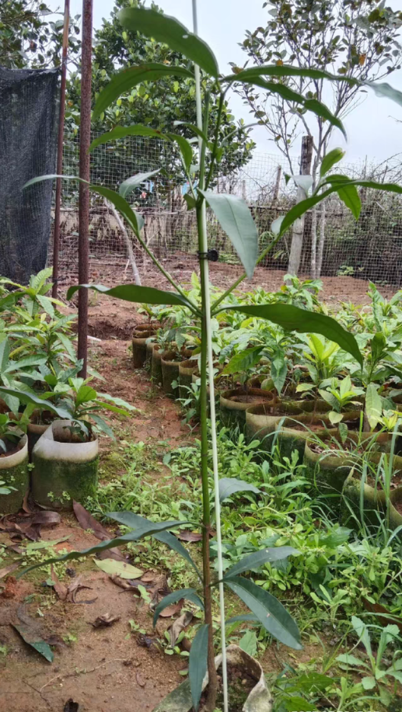 啊恰恰山竹苗，果子甜甜的，产量高，易种植管理，盆栽地栽