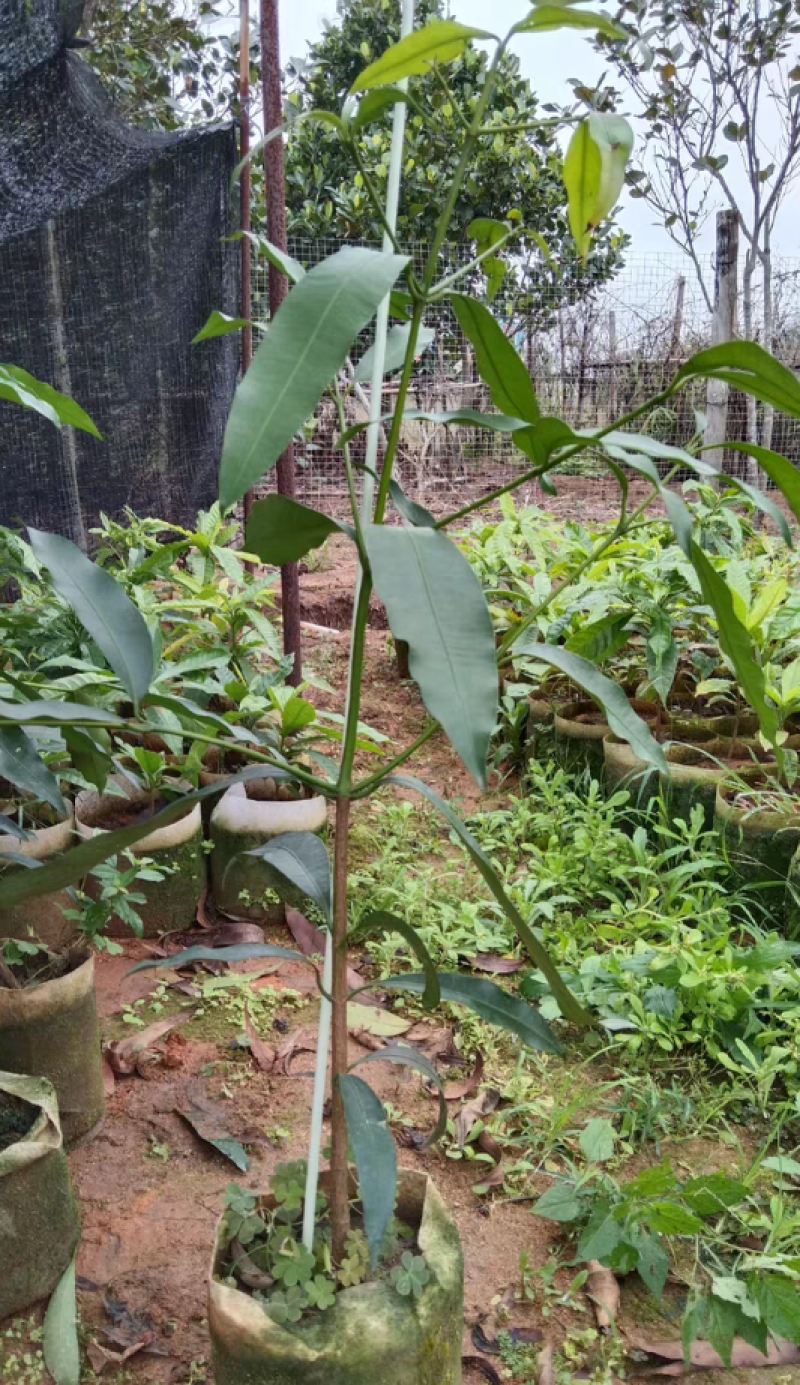 啊恰恰山竹苗，果子甜甜的，产量高，易种植管理，盆栽地栽