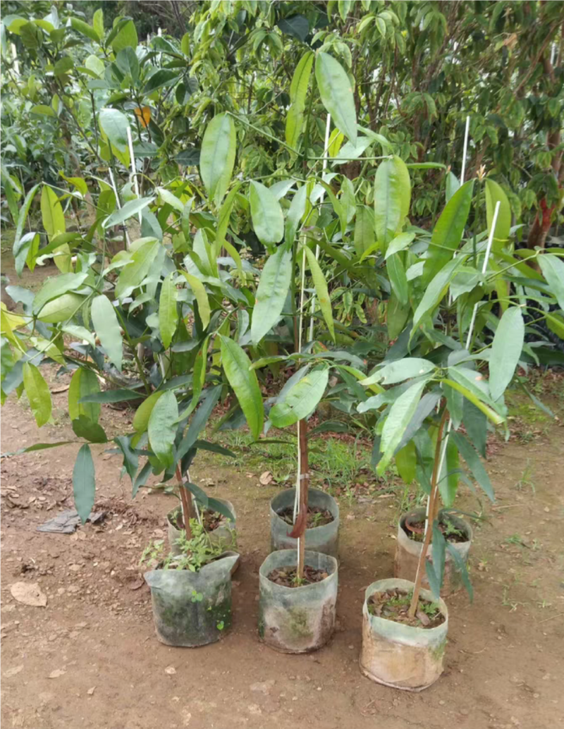 啊恰恰山竹苗，果子甜甜的，产量高，易种植管理，盆栽地栽