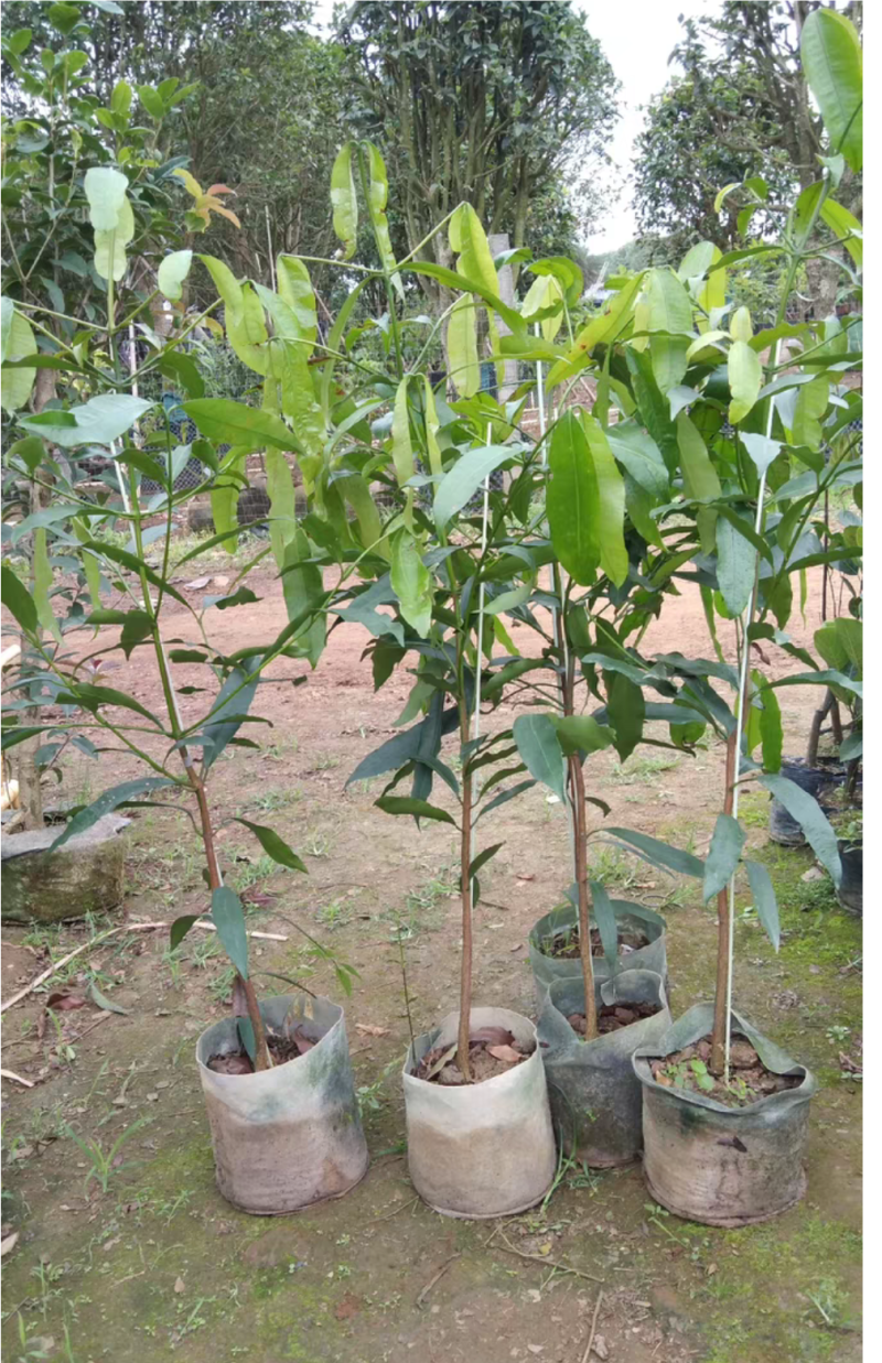 啊恰恰山竹苗，果子甜甜的，产量高，易种植管理，盆栽地栽