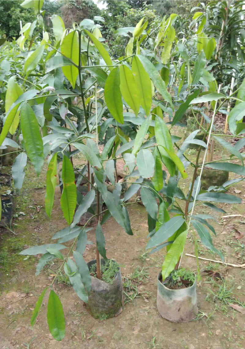 啊恰恰山竹苗，果子甜甜的，产量高，易种植管理，盆栽地栽
