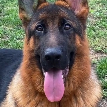德国牧羊犬，德牧