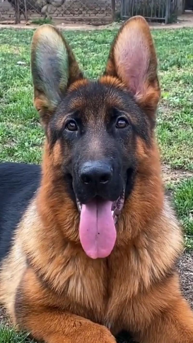 德国牧羊犬，德牧