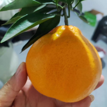 丑八怪