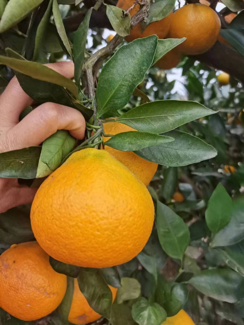 丑八怪